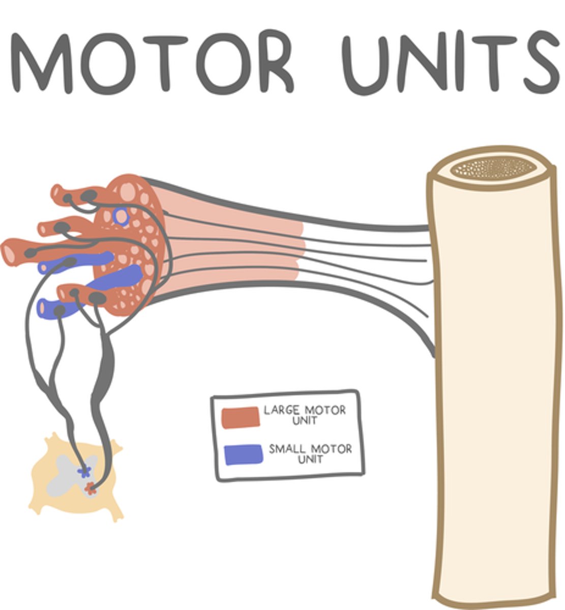 <p>1 motor unit with many muscle fibers</p>