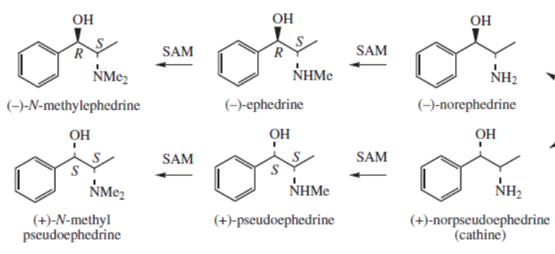 <p>Ma Huang, Ephedra sp. (Ephedraceae) </p><p>Natural precursors for synthesis of amphetamines </p><p>Total alkaloids: 0.5-2.0% </p><p>CNS stimulant, sympatomimetic, acts on α- &amp; β- adrenergic receptors (B3R -slimming)</p><p>Addictive, hallucinations, paranoia, psychosis</p>