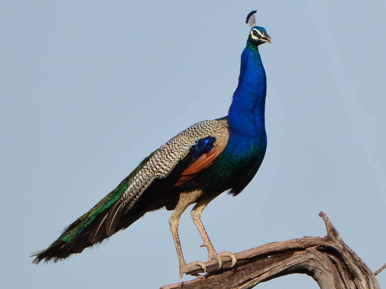 Galliformes - Phasianidae - Pavo cristatus