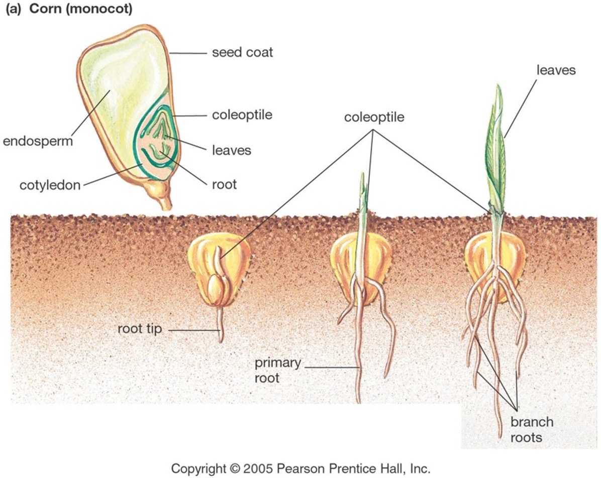 Monocot germination