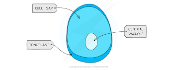 <p>A membrane-bound organelle found in cytoplasm of plant cells. It contains cell sap— a weak solution of sugar and salts. The surrounding membrane is called the tonoplast.</p><p>Helps maintain pressure inside the cell and keep the cell rigid. This stops plants wilting. Also involved in isolation of unwanted chemicals inside the cell.</p>