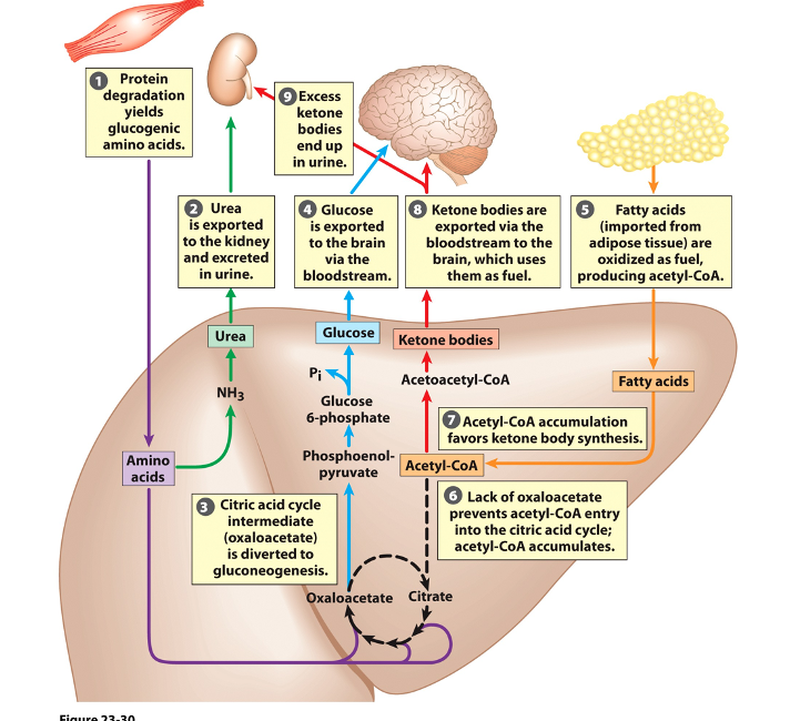 <p>leads to CAC inhibition, ketone body formation, and eventual coma/death due to ketoacidosis -glycolysis isn’t stimulated leading to muscle and fat breakdown, so the oxaloacetate produced is used to send glucose to your brain -without oxalo staying in CAC it’s inhibits so the fat broken down remains acetyl coa and is used for ketone bodies which provide some fuel also for the brain but accumulate in your kidneys</p>