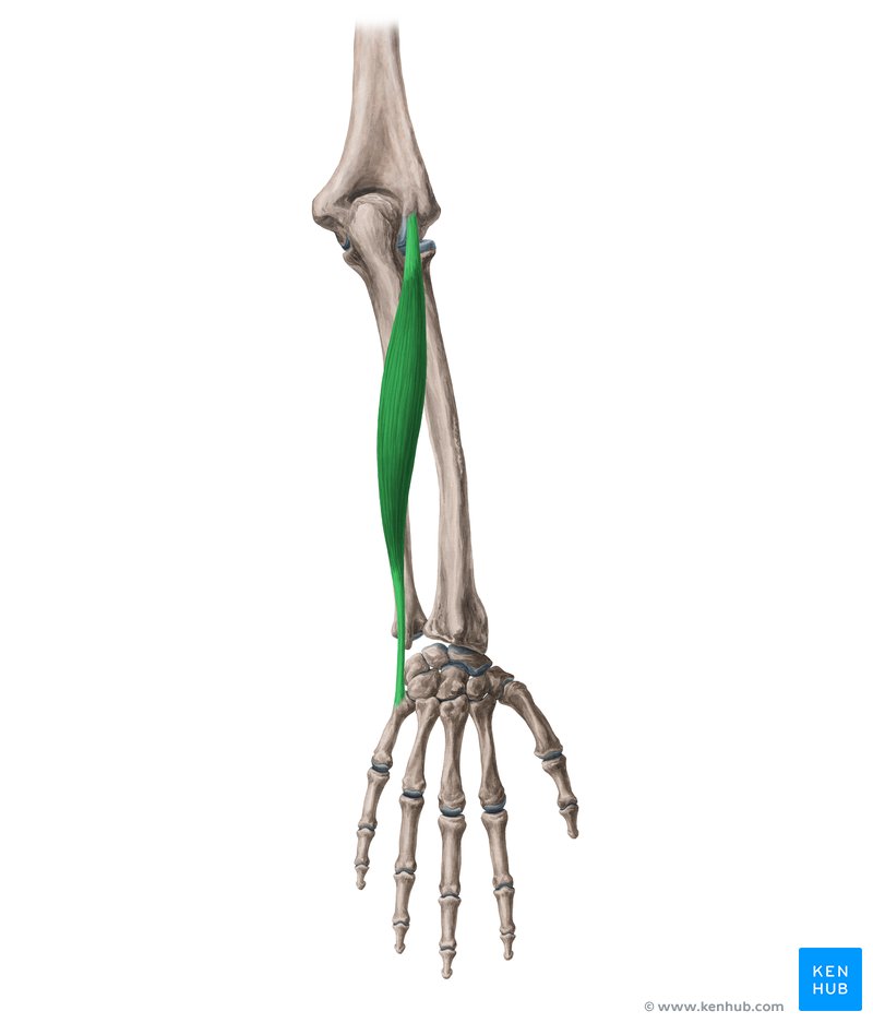 <p>Origin - Lateral epicondyle of humerus</p><p>Insertion - Metacarpal V</p><p>Action - Extension at the wrist</p>