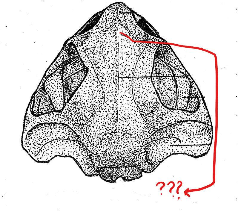 <p>located on the skull (dorsal view); pair of triangular bones anterior to the sphenethmoid where the nostrils are located</p>