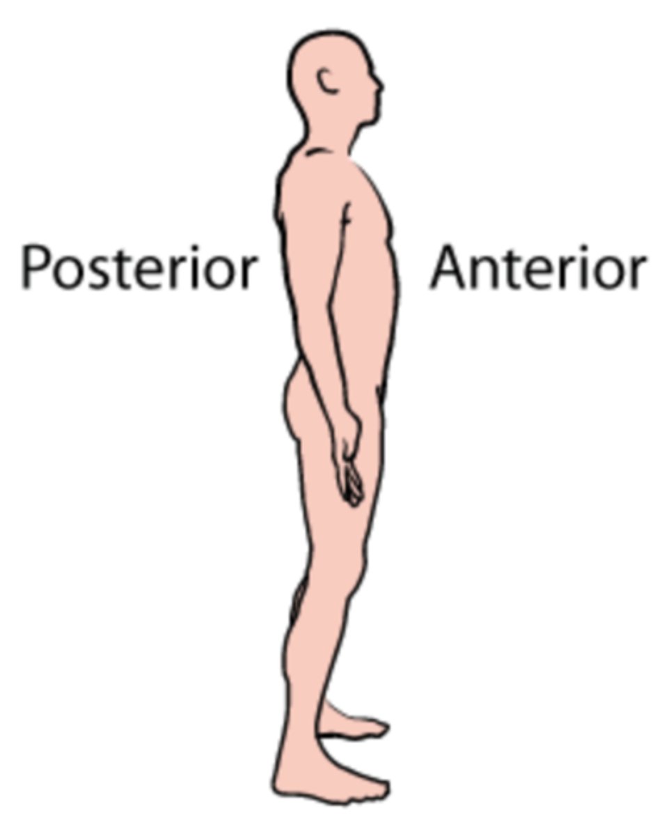 <p>Front of the body vs. back of the body</p>