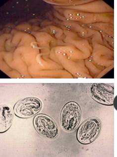 <p><span style="background-color: transparent;"><strong><span>Physaloptera rara</span></strong></span></p>