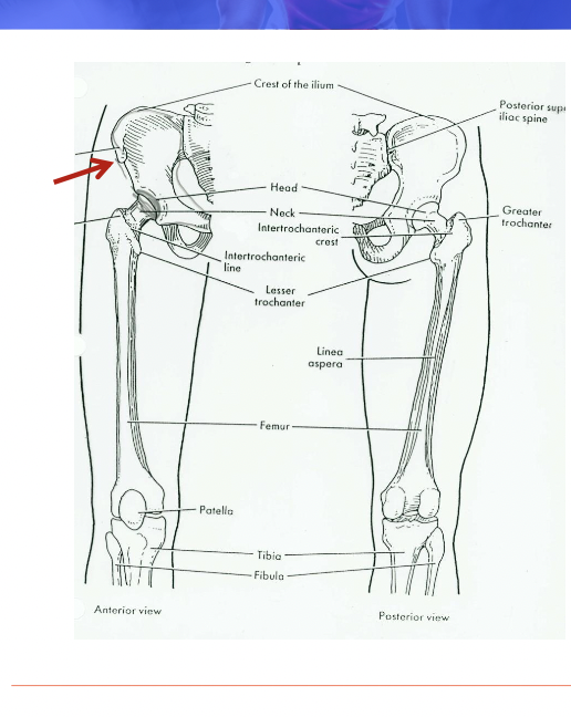 <ol><li><p>Sacrum - continuation of spine</p></li><li><p>Ilium: (1 + 2 = sacro-iliac joint); Anterior superior Iliac spine (see arrow)</p></li><li><p>Ischium (2-4 make up the hip (pelvic girdle))</p></li><li><p>Pubis</p></li><li><p>Pubic Symphysis: btwn pubic bones</p></li><li><p>Acetabulum: articulation w femoral head</p></li></ol><p></p>