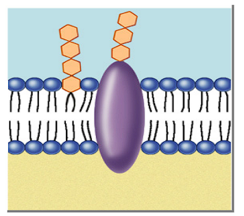<p>Function of glycolipids in a cell membrane? </p>
