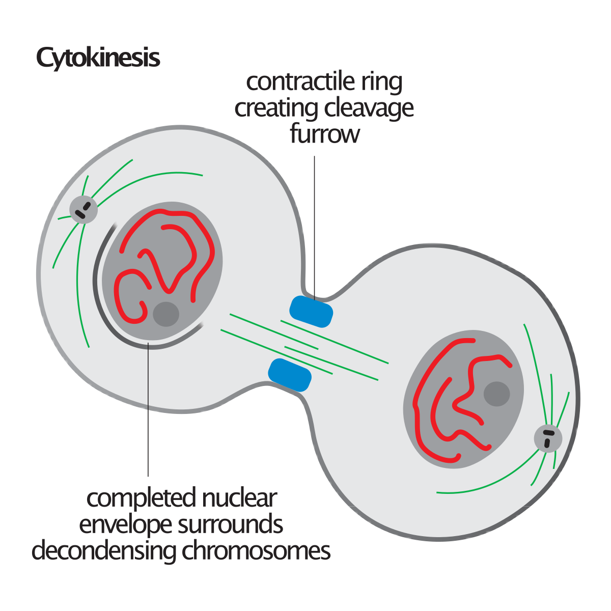 <ul><li><p>cell division completes by splitting the cytoplasm and <strong>dividing the cell into 2 identical cells </strong></p></li><li><p>each daughter cell contains an identical set of chromosomes </p></li></ul><p></p>