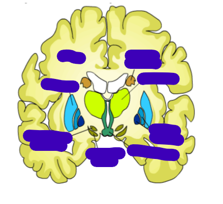 <p>label basal ganglia</p>