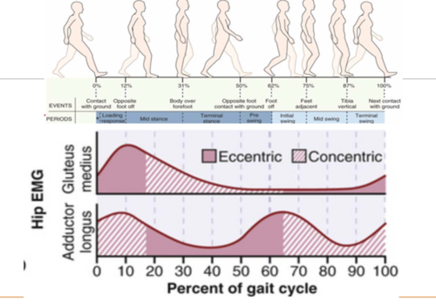 <p>Most active during the first 40% of the gait cycle, especially during SINGLE LIMB SUPPORT (and swing phase) Hip abductors active during opposite limb swing phase.</p>