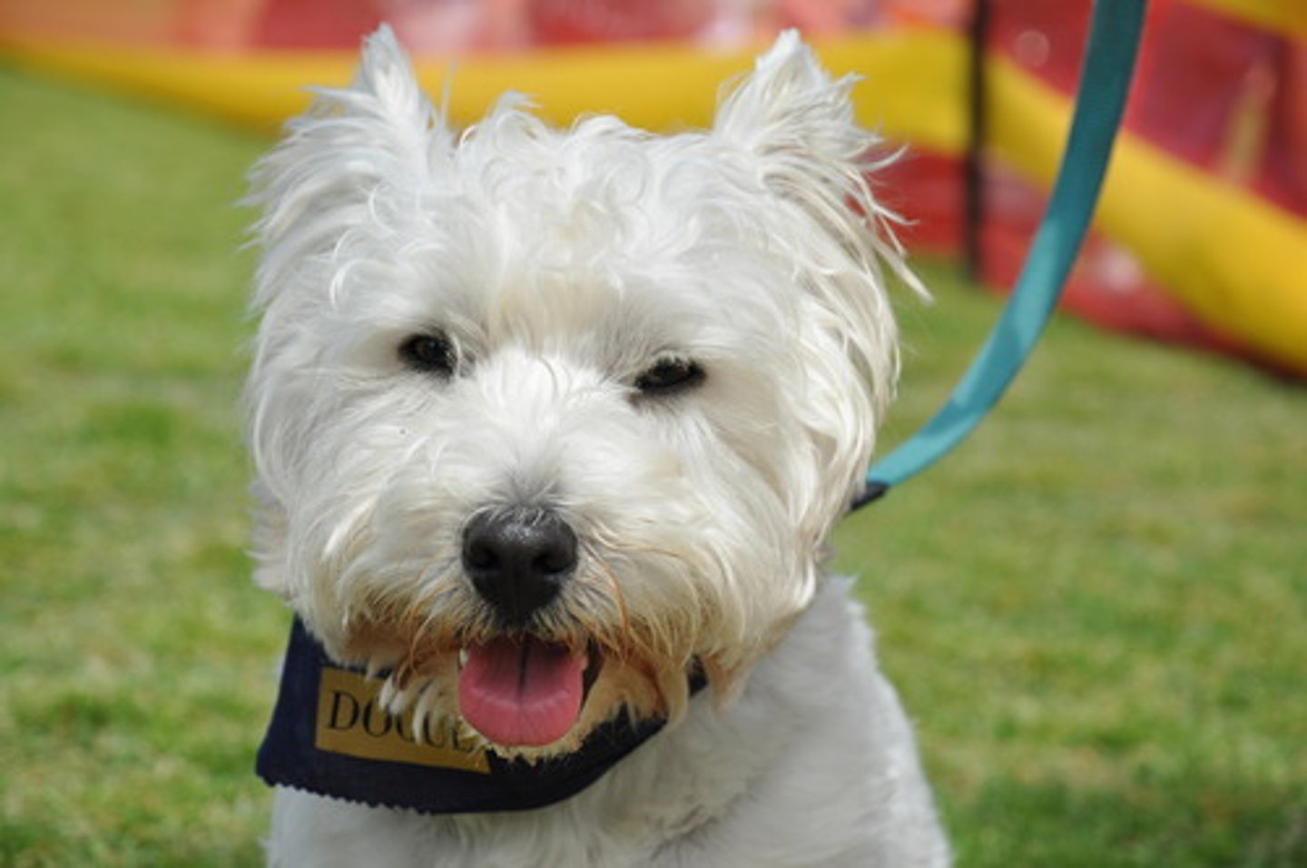 <p>động vật cảnh (pet)</p>