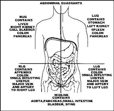 <p>^^small intestine, ascending colon, appendix, urinary bladder^^, part of the right kidney, right ureter, right ovary &amp; uterine tube, and right spermatic cord</p>