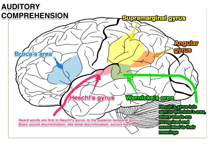 <p>what does heschl’s gyrus do? where is it found?</p>