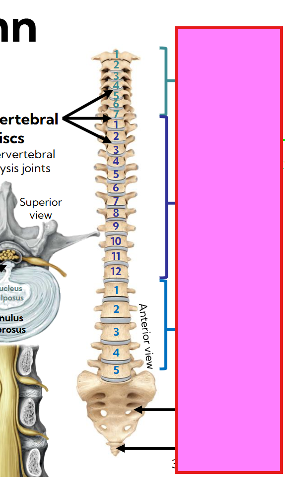 <p>Name the 5 parts of the spinal column </p>