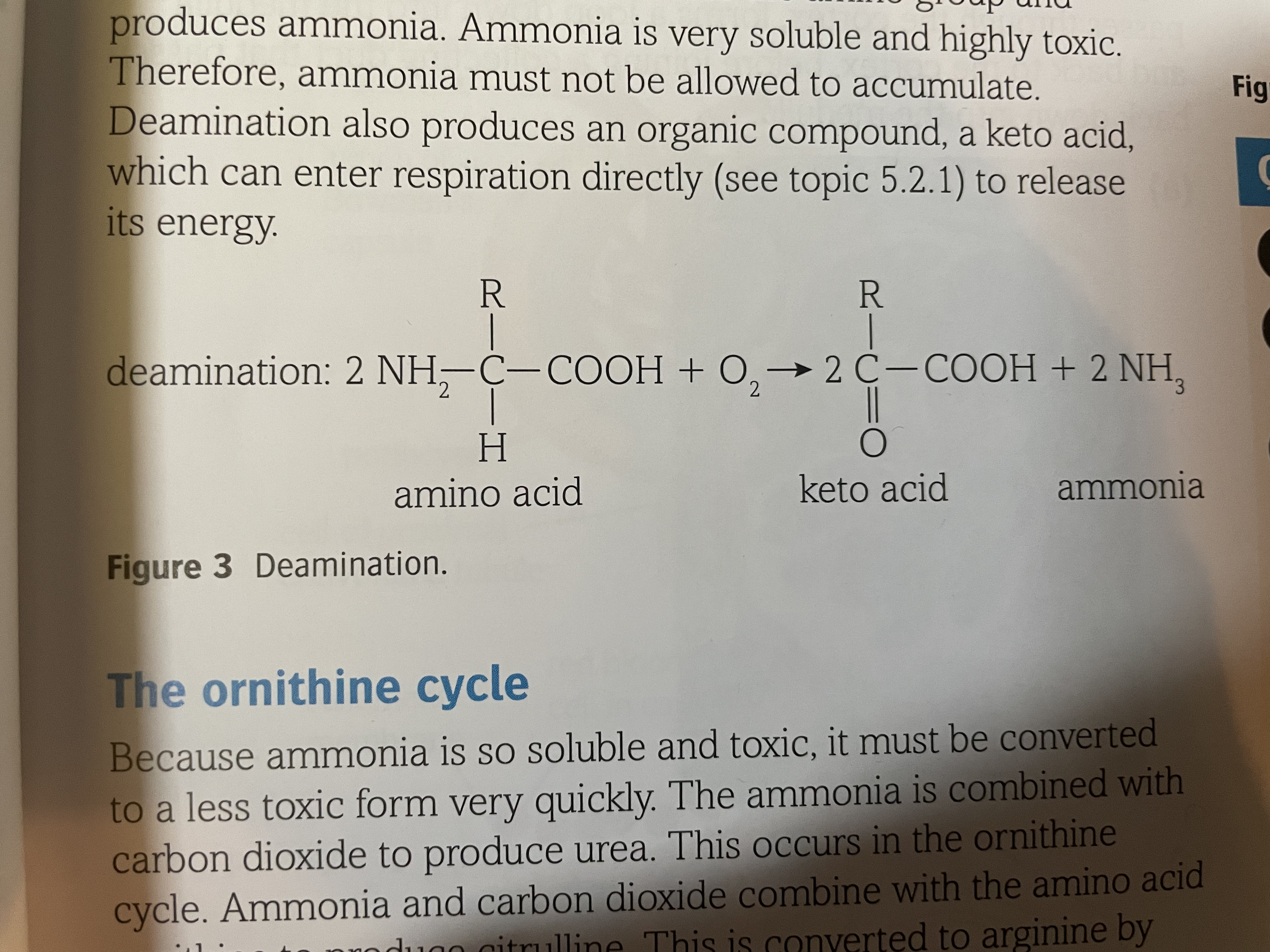 Amino acid + Oxygen -\> Ammonia + Keto acid
