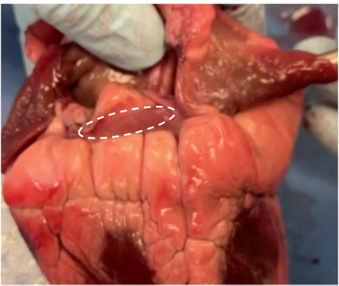 <p>(can only see on the real model)</p>