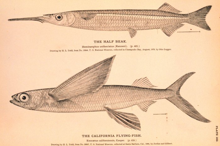 <p>Clade of needlefishes and flyingfishes</p>