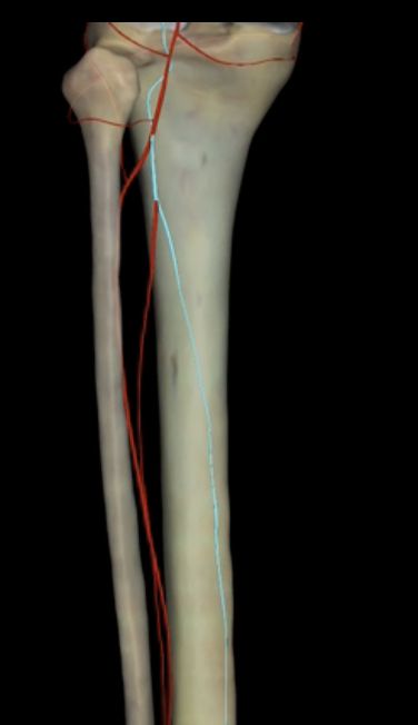 <p>What is highlighted in blue?</p>