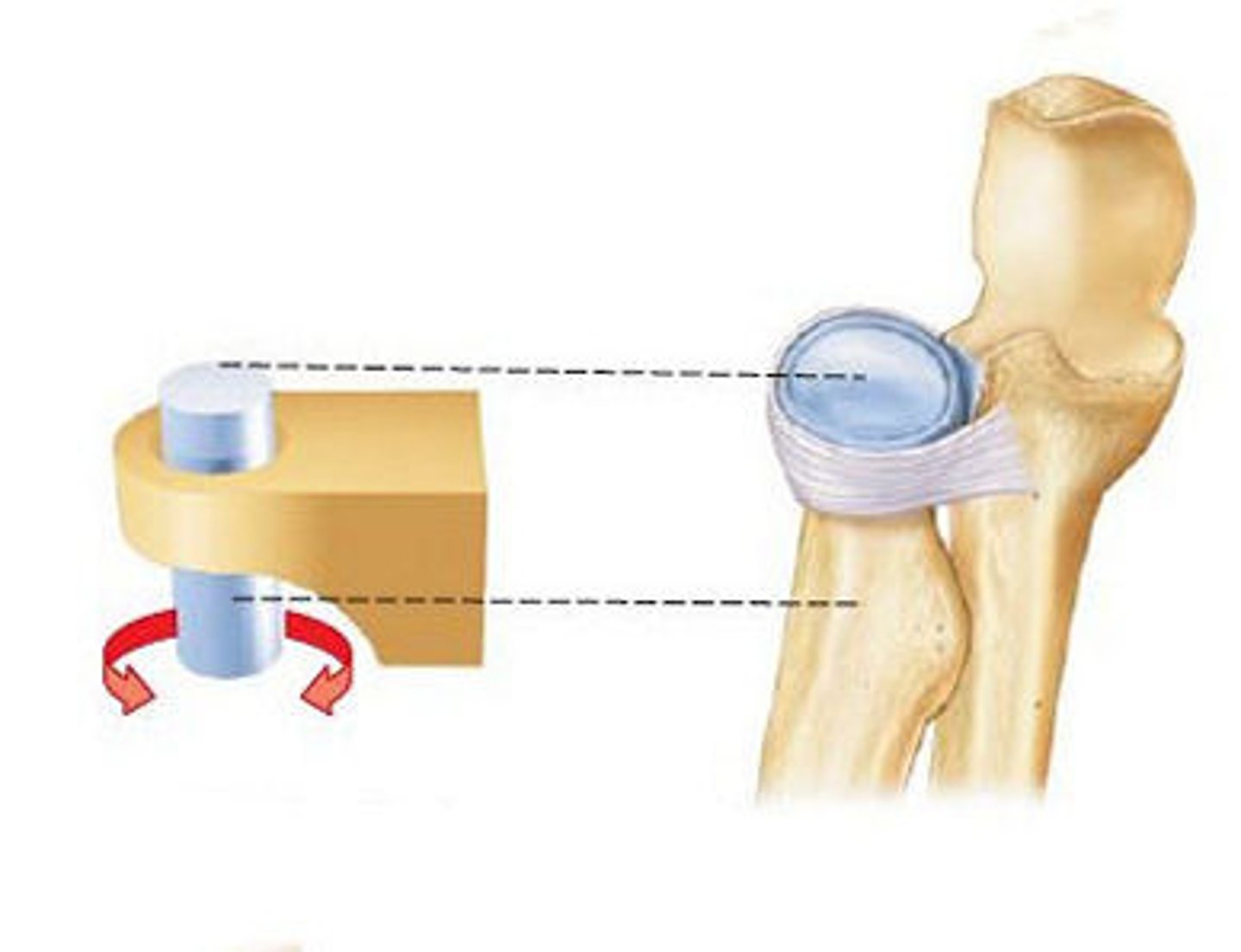 <p>also monoaxial, a rounded process of one bone fits into a shallow depression in another bone and then rotates<br><br>Movements- pronation and supination<br><br>Ex:proximal radioulnar joint, atlantoaxial joint</p>