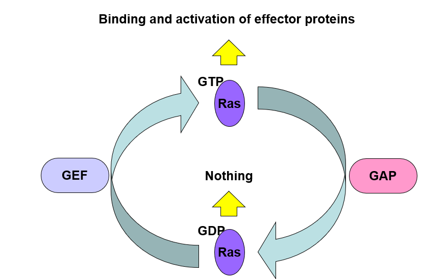 __GTPase__: Ras

__cellular function__: bind and activate effector proteins

\
*Often these GTPases will have enough GTPase activity to convert GTP → GDP themselves (without a GAP)*