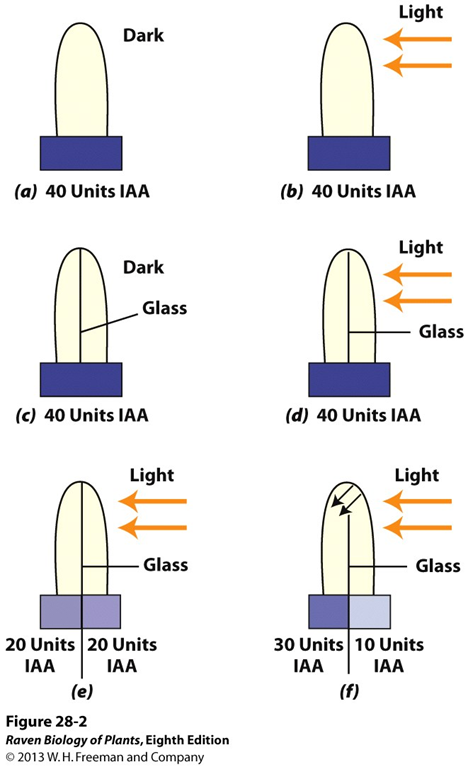<p>coleoptile tips on agar </p><p>conditions:</p><ul><li><p>dark/light</p></li><li><p>divided coleoptile tip Dark/Light</p></li><li><p>divided/partially-divided coleoptile tip AND divided agar</p></li></ul><p></p><p></p>
