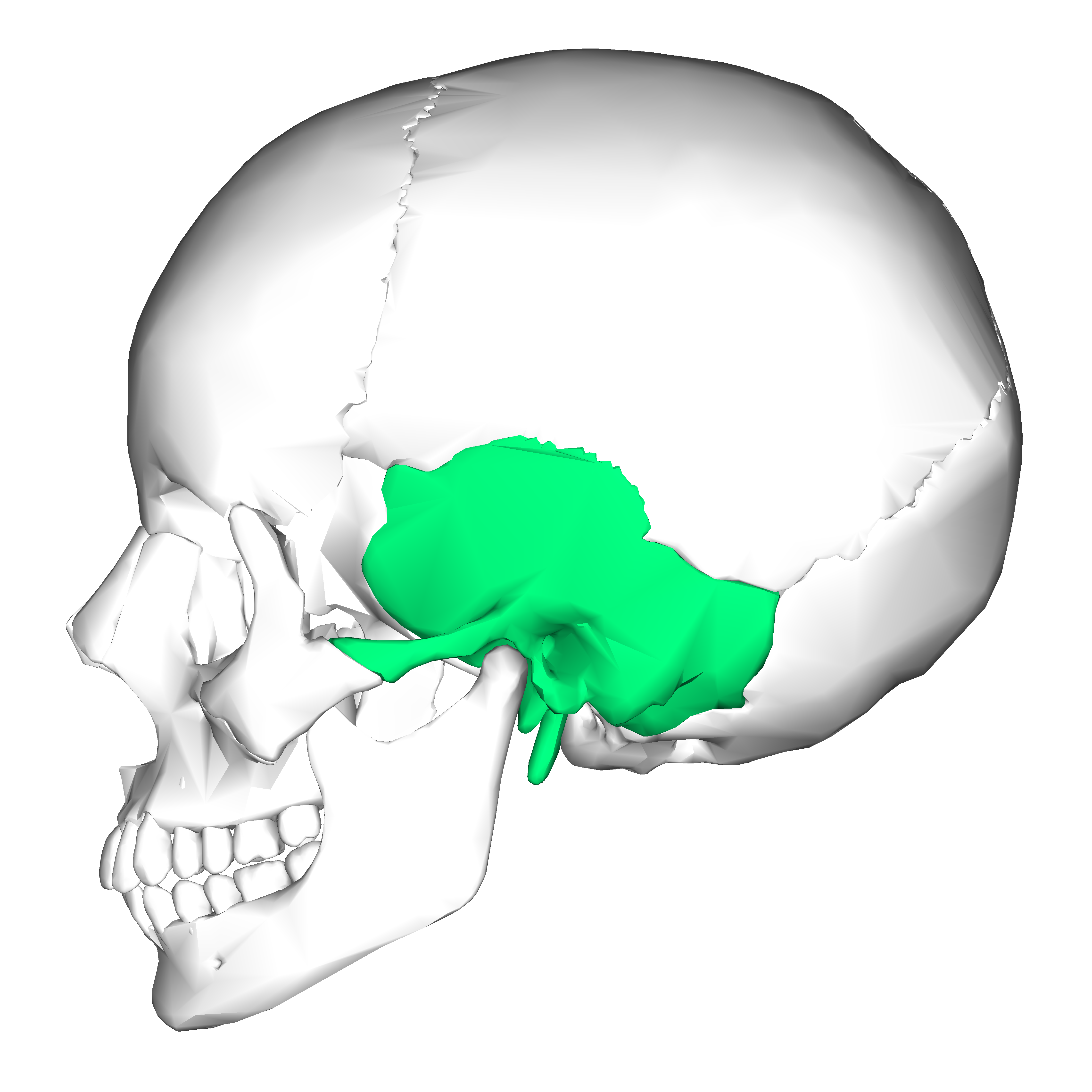<ul><li><p>Temporal Bones</p></li></ul><p></p>