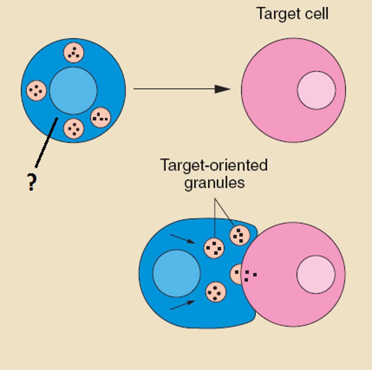 <p>Cells created in the thymus that produce substances that attack infected cells in the body --> requires host cell presentation of antigen that is presented in MHC molecule</p>