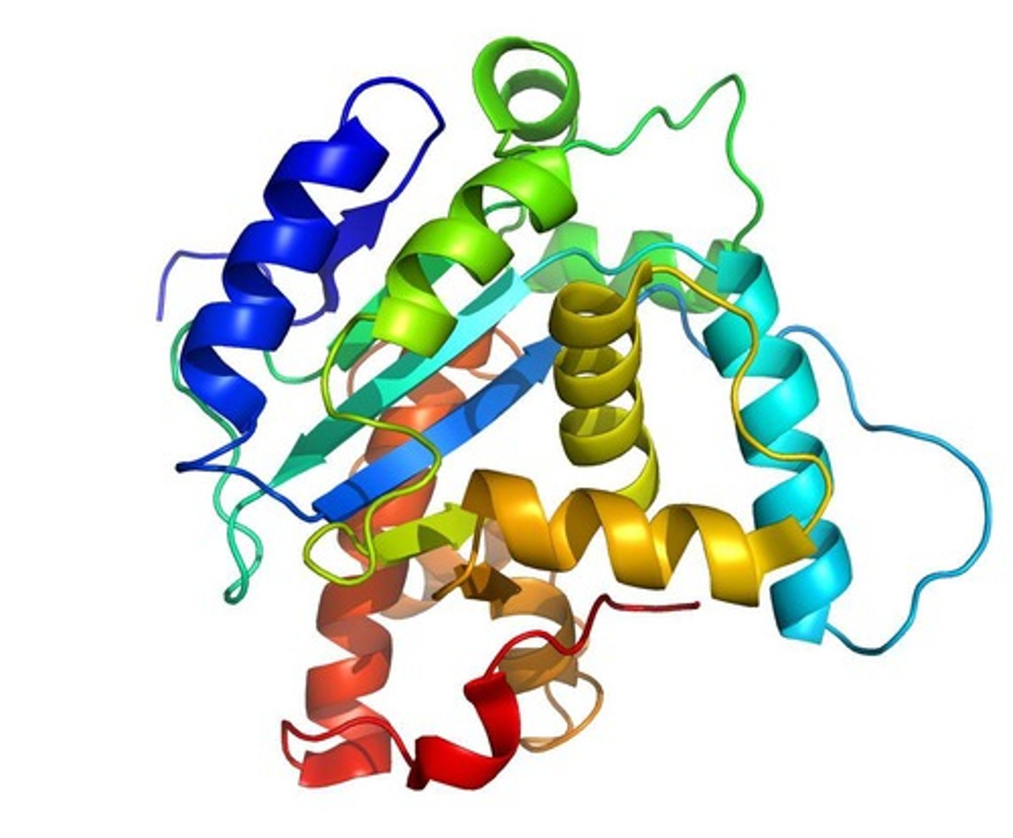 <p>The formation of hydrogen bonds between amino acids, resulting in beta pleated sheets or alpha helices.</p>