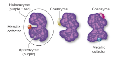 <p>The complete, functional form of a conjugated enzyme, including both protein and nonprotein parts.</p>