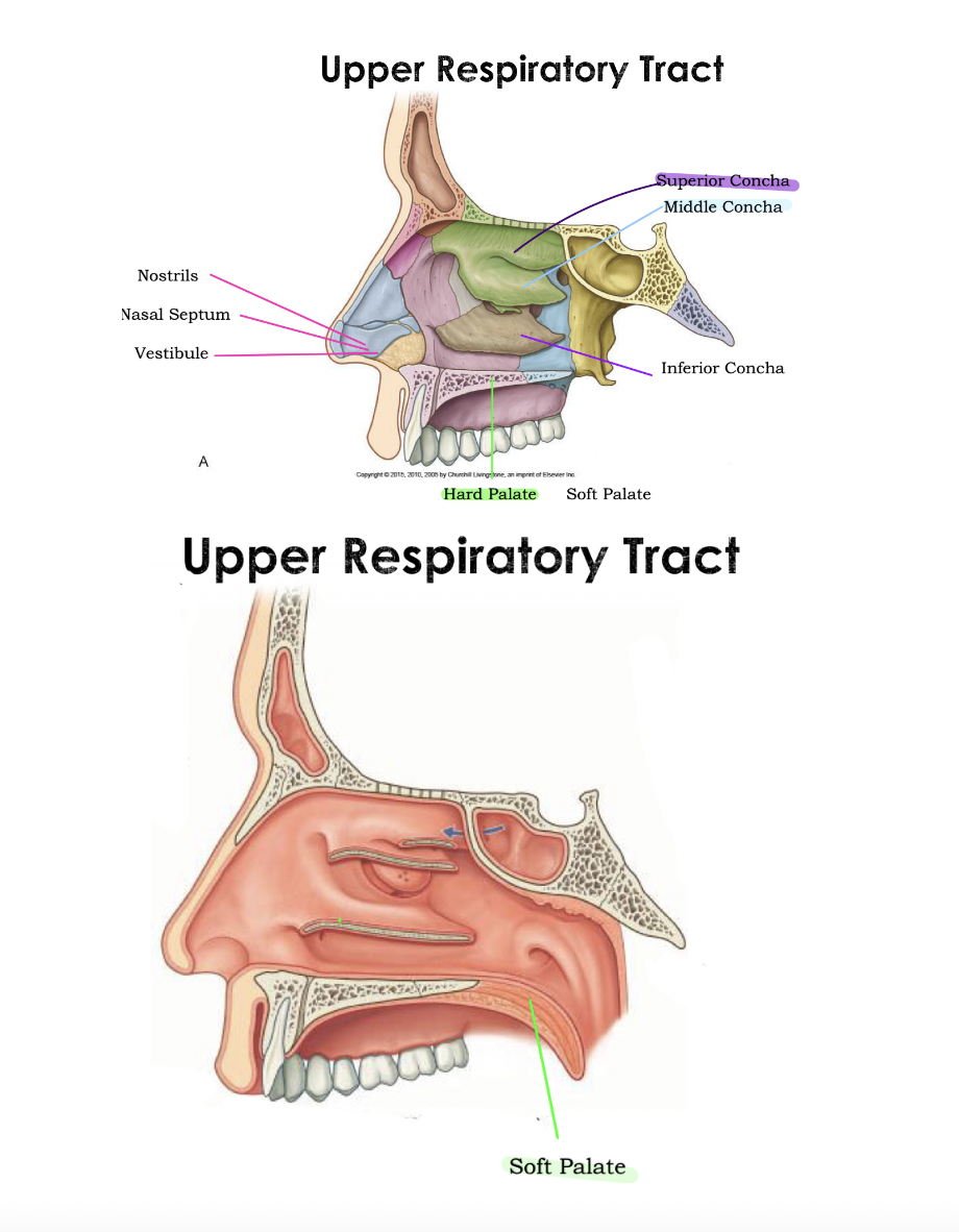 <p>Upper Respiratory diagram</p>