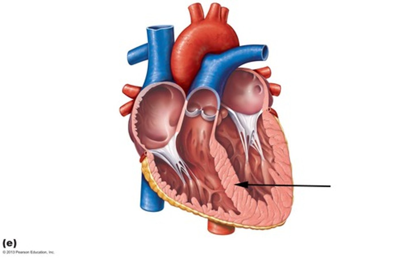 <p>Divides the right and left chambers of the heart</p>