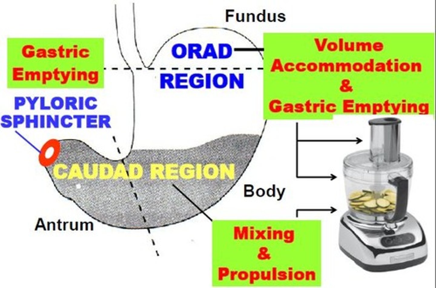 <p>Parts: pylorus <br>Motility function: gastric emptying</p>