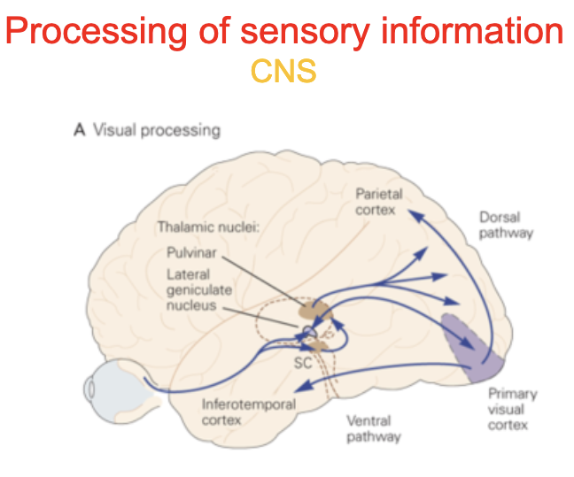 <ul><li><p>can transduce (change) different forms of energy in the&nbsp;<u>“real world” into nerve impulses</u></p></li><li><p>different modalities of sensations (sound, light, pressure, taste. odor) <strong>arise from differences in neural pathways &amp; synaptic connections</strong></p></li><li><p>ex: if the optic nerve delivers an impulse, the brain interprets it as light even though the nature of the nerve impulses (in the form of action potential) is the same as for hearing, taste, olfaction, etc</p></li></ul><p></p>