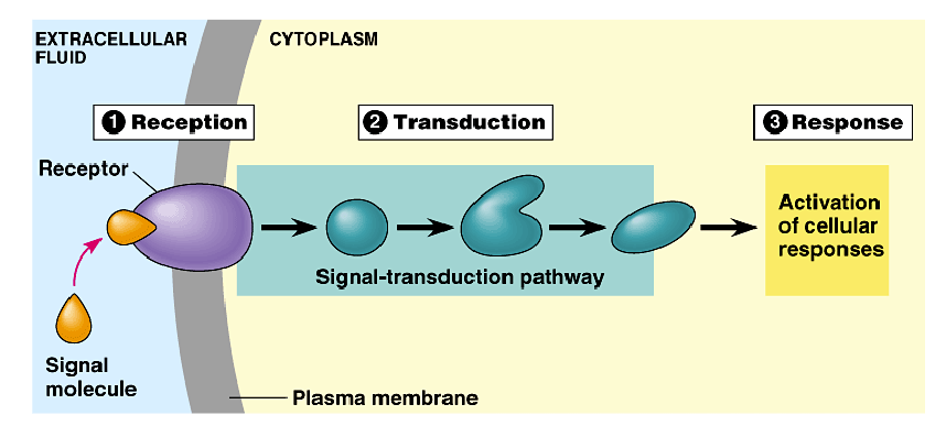 <ol><li><p>Reception</p></li><li><p>Transduction</p></li><li><p>Cell response&nbsp;</p></li></ol><p></p>