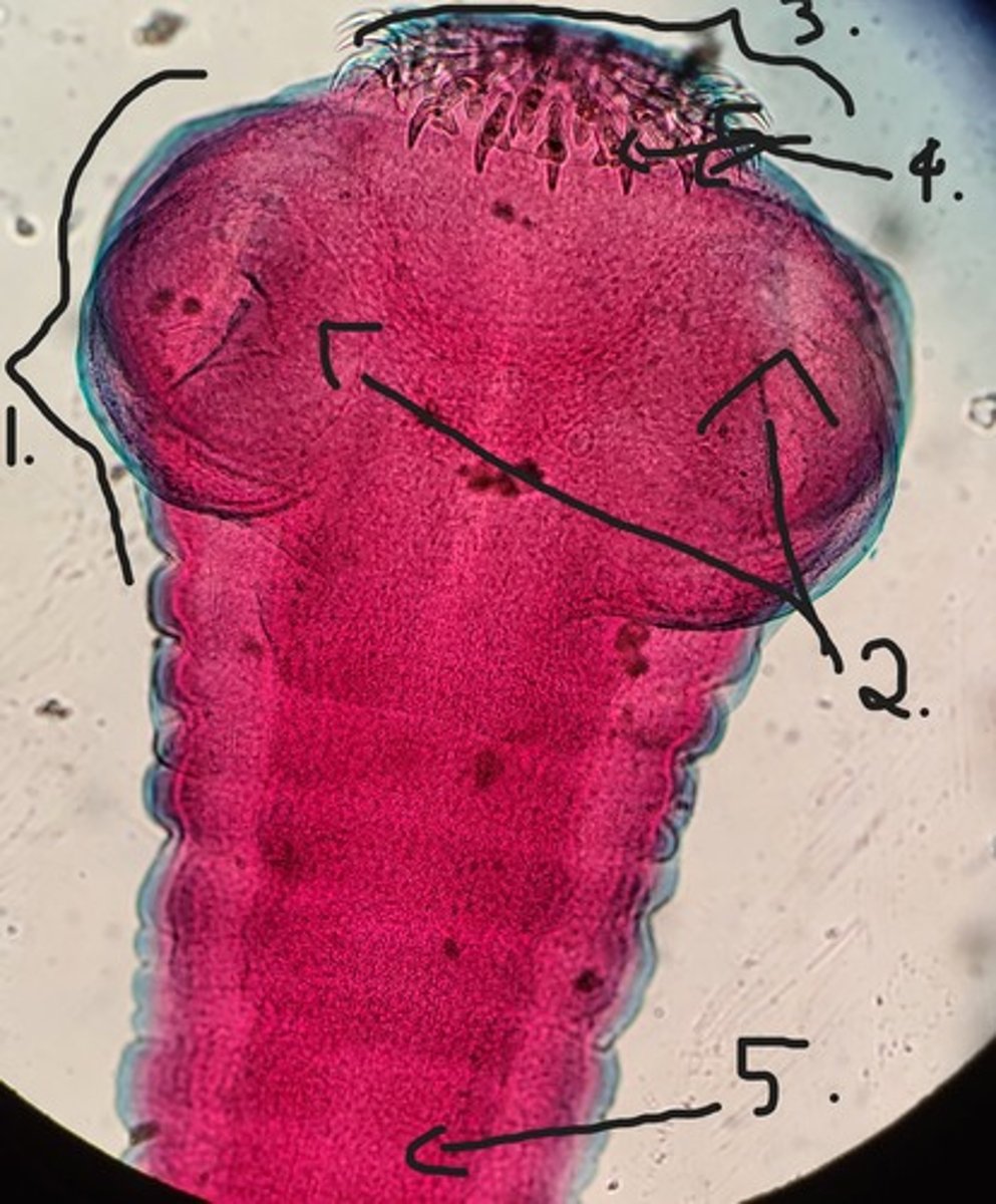 <p>Identify taxonomy and structures</p>
