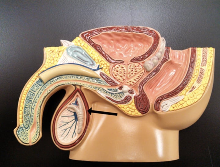 <p>Name the structure/muscle.</p>