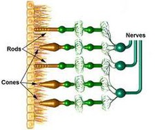 retinal receptors that detect black, white, and gray; necessary for peripheral and twilight vision, when cones don't respond. (Myers Psychology for AP 2e p. 173)