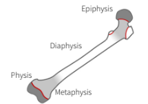 <ul><li><p>Epiphysis</p></li><li><p>Metaphysis</p></li><li><p>Diaphysis: this area is split into thirds and junctions (eg. proximal middle, distal third, junction of the middle and distal third…)</p></li></ul>