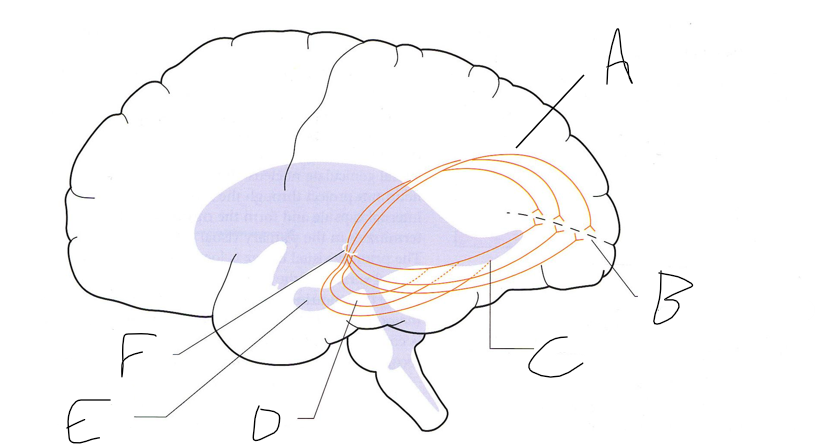 <p>D</p>