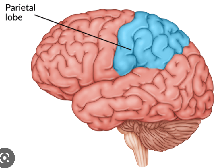 what is the function of the parietal lobe?