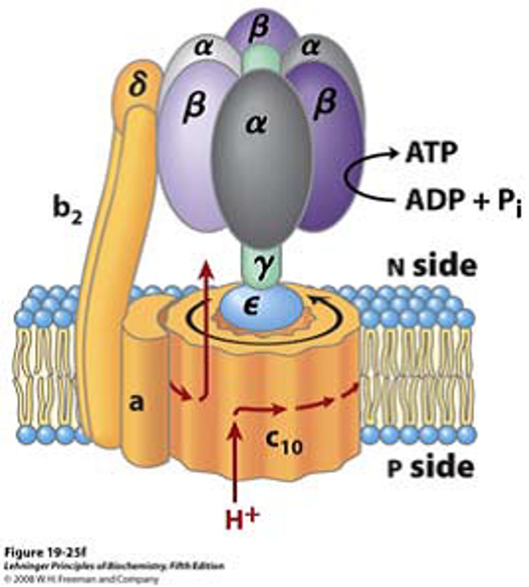 <p>Complex V</p><p>Function: Uses proton gradient (chemiosmosis) to synthesize ATP from ADP + Pi</p><p>Notes: ~3 H⁺ per ATP generated.</p>