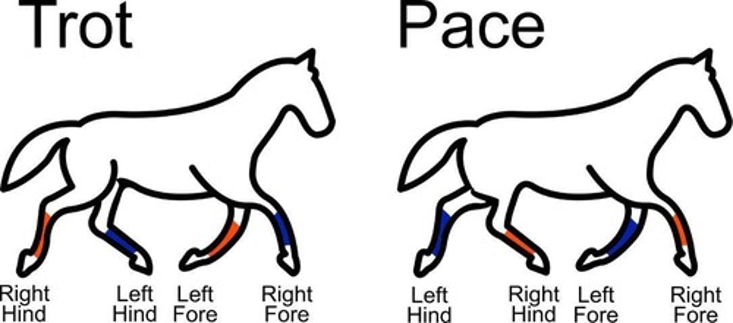 <p>Lateral two-beat gait.</p>