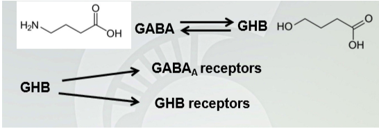 <p><span style="font-family: Arial, sans-serif">𝛄-hydroxybutyrate (GHB) (GABA metabolism)&nbsp;</span></p><p></p>