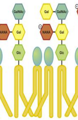 Qu'est-ce que c'est?
