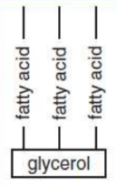 <p>storage lipids involved in human metabolic processes; contain three fatty acid chains esterified to a glycerol molecule; saturated or unsaturated</p>
