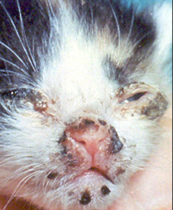 <ul><li><p>Felid Herpesvirus-1 (FeHV-1)</p></li><li><p>Cats</p></li><li><p>C.S</p><ul><li><p><strong><u>Keratitis and corneal ulcers (key indicator)</u></strong></p></li><li><p>Sneezing</p></li><li><p>Nasal discharge</p></li><li><p>Mucopurulent rhinitis</p></li></ul></li><li><p>Sequelae</p><ul><li><p>Predispose to 2° bacterial infections </p><ul><li><p>B. bronchiseptica, P. multocida, Strep. spp.</p></li></ul></li></ul></li></ul><p></p>