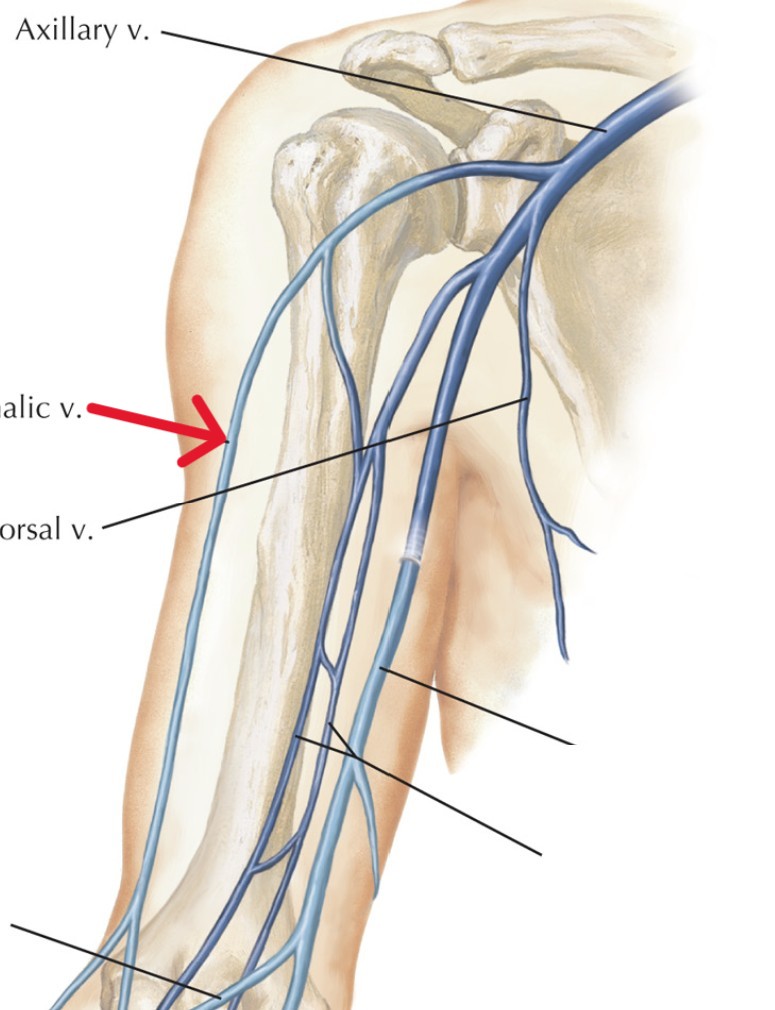 <p>Which veins:</p><ul><li><p>Extend distally from axillary vein</p></li><li><p>Runs down the arm</p></li><li><p>Lateral to brachial and basilic vein</p></li></ul><p></p>