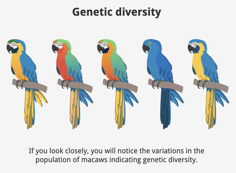 <p>Genetic diversity</p>