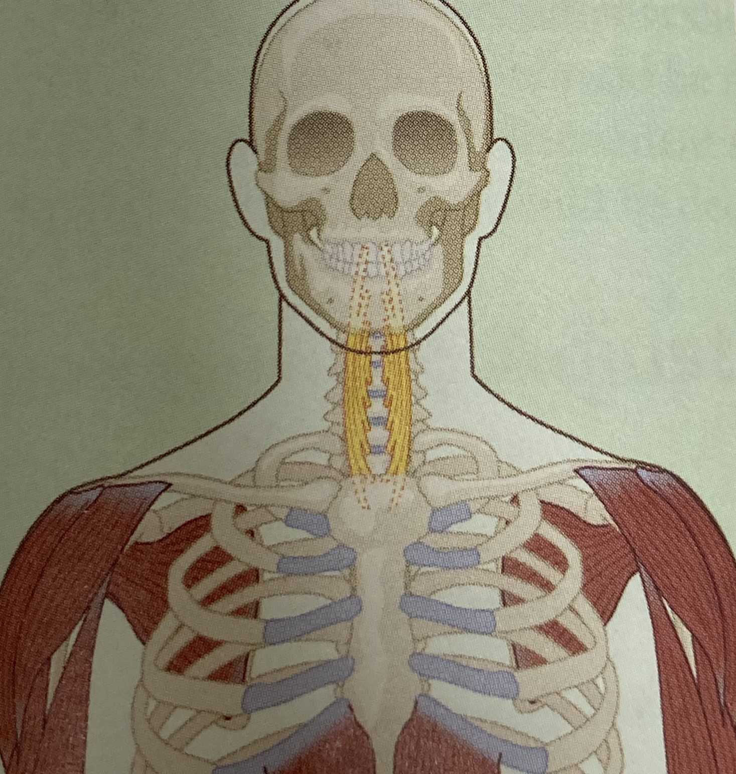 <ul><li><p>category: neck musculature</p></li><li><p>origin: T1-T3</p></li><li><p>insertion: C1</p></li><li><p>isolated function: concentric cervical flexion, lateral flexion, and ipsilateral rotation</p></li><li><p>integrated function: eccentric cervical extension, laterla flexion, and contralateral rotation</p></li><li><p>stabilizes the cervical spine</p></li></ul><p></p>